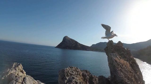 Таинственные птицы