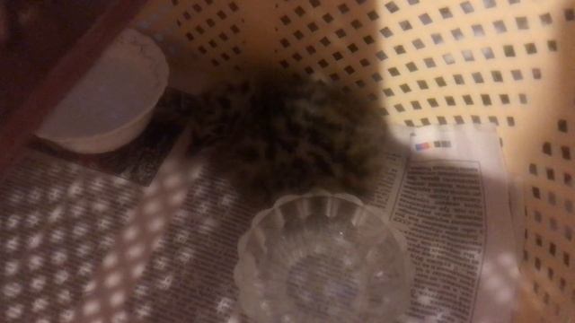 Intelligent Iguana Infantry