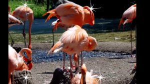 РОЗОВЫЙ ФЛАМИНГО на .. ,, ВУЛКАНЕ ,,