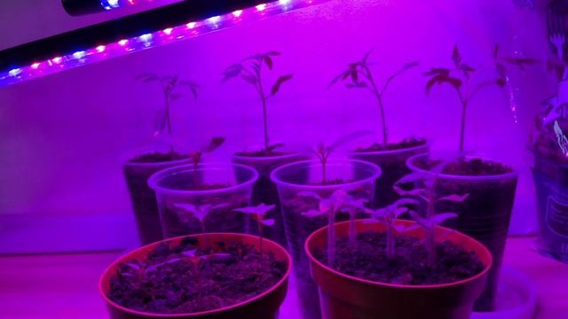 Какое расстояние от фитолампы до рассады смотреть онлайн