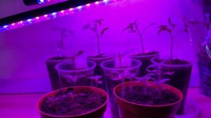 Какое расстояние от фитолампы до рассады