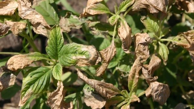 Herbicide Resistance Management: Herbicide Mode of Action Breakdown смотреть онлайн