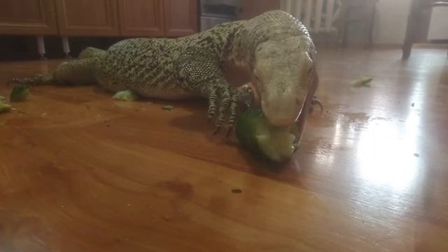 Varanus Melinus (Female) - She likes cucumbers смотреть онлайн