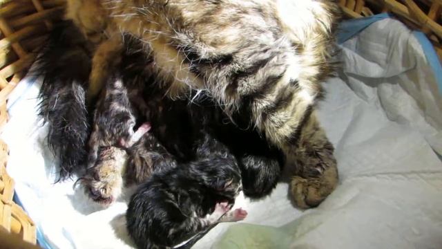 Katya & Max's first litter - just delivered смотреть онлайн