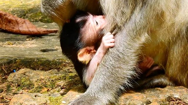 Aria baby is very healthy cuz Angel mom feeds her enough milk. смотреть онлайн