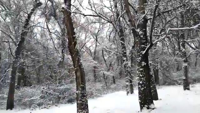 Роща Баума смотреть онлайн