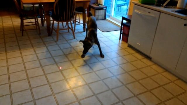Dog vs Laser pointer FUNNY! V-Log #8 смотреть онлайн