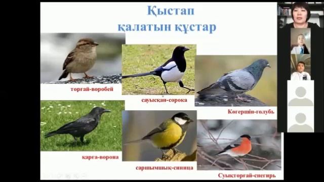 "Құстарға көмектесейік!" смотреть онлайн