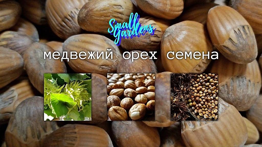 Медвежий орех  купить семена в России | Small Gardens