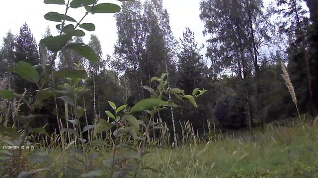Игра лт 21-08-2014 # 2 смотреть онлайн