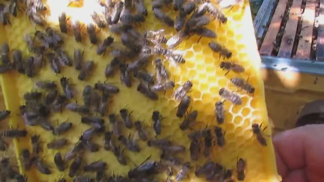 пчеловодство на ячейке 4,9 мм, часть 80, ставлю пластиковые рамки с пластиковой вощиной, 25.06.2024 смотреть онлайн