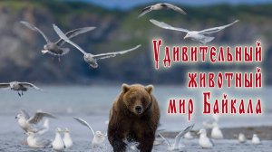 Животный мир Байкала.  Легенды великого озера