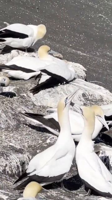 Gannet colony #birds #birdwatching #filipinoyoutuber смотреть онлайн