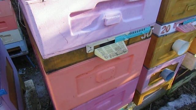 дальневосточная пчела в на ячейке 4,9 мм зимует хорошо, на ячейке 5,4 мм зимовала плохо, 21.01.2025 смотреть онлайн