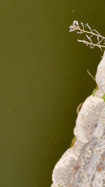 💥A river SNAKE 🐍 looking around for his meal! #animals #snake #river #culebra #serpiente смотреть онлайн