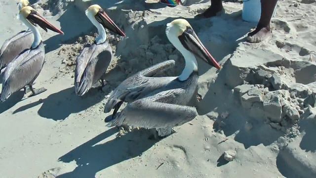 Pelicans on the beach and among the people at sea, Varadero, Cuba смотреть онлайн