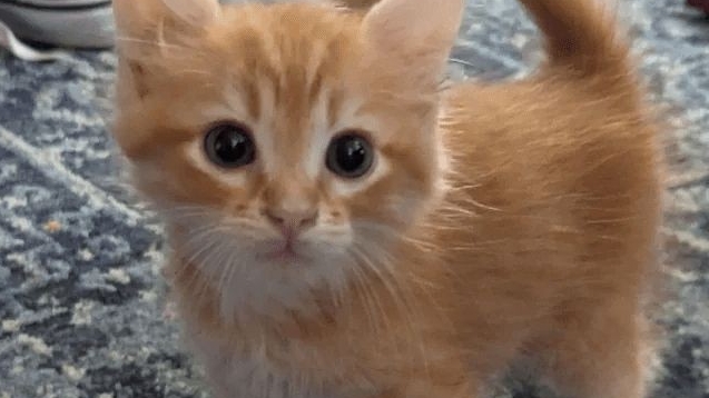 эээ смотреть онлайн