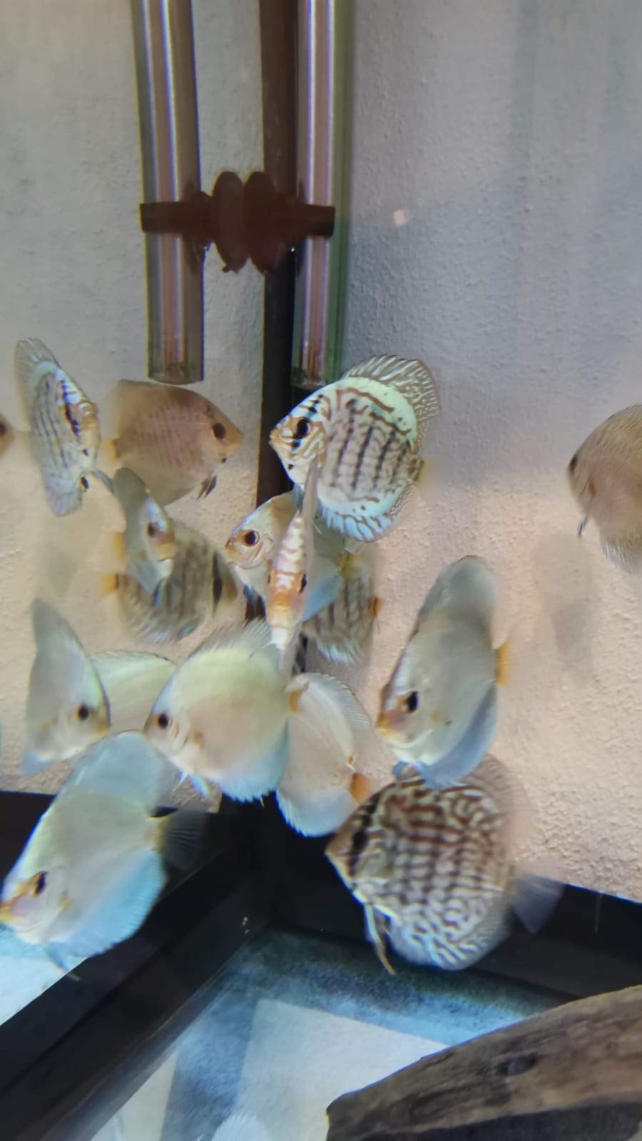 Дискусы в Дагомыс смотреть онлайн