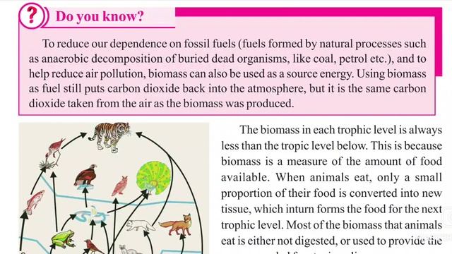 (In telugu" class 10 BIO Andra board "Our Enviroment - our concern " pyramid of biomass смотреть онлайн