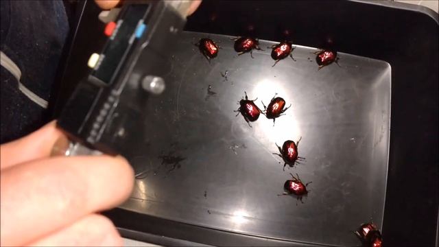 Live rubies ! Beautiful Protaetia aeruginosa ignea, handling video. смотреть онлайн