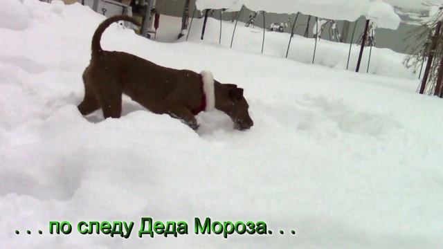Ирландские терьеры : Встречаем Новый год в поисках подарков