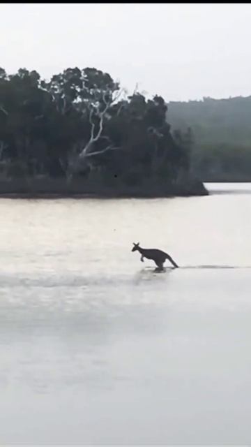 Kangaroo jumping video| Kangaroo of kids |wild prey #shorts #animal смотреть онлайн