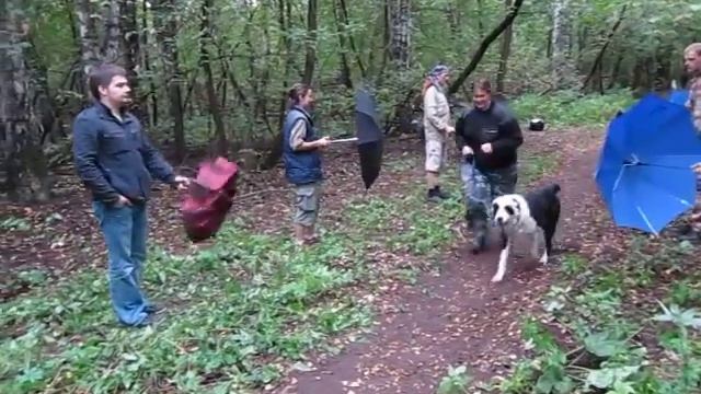 ЦЕНТУРИОН, тест на зонтики, круг 5 смотреть онлайн