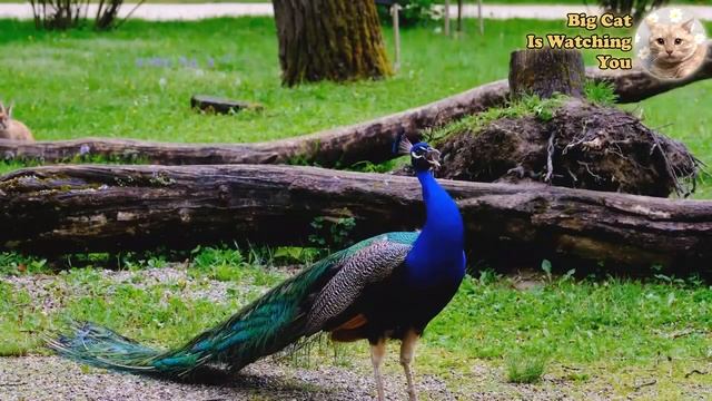 Bright color of animals - pelican, fish, lizard, bird, goat, peacock, tiger смотреть онлайн