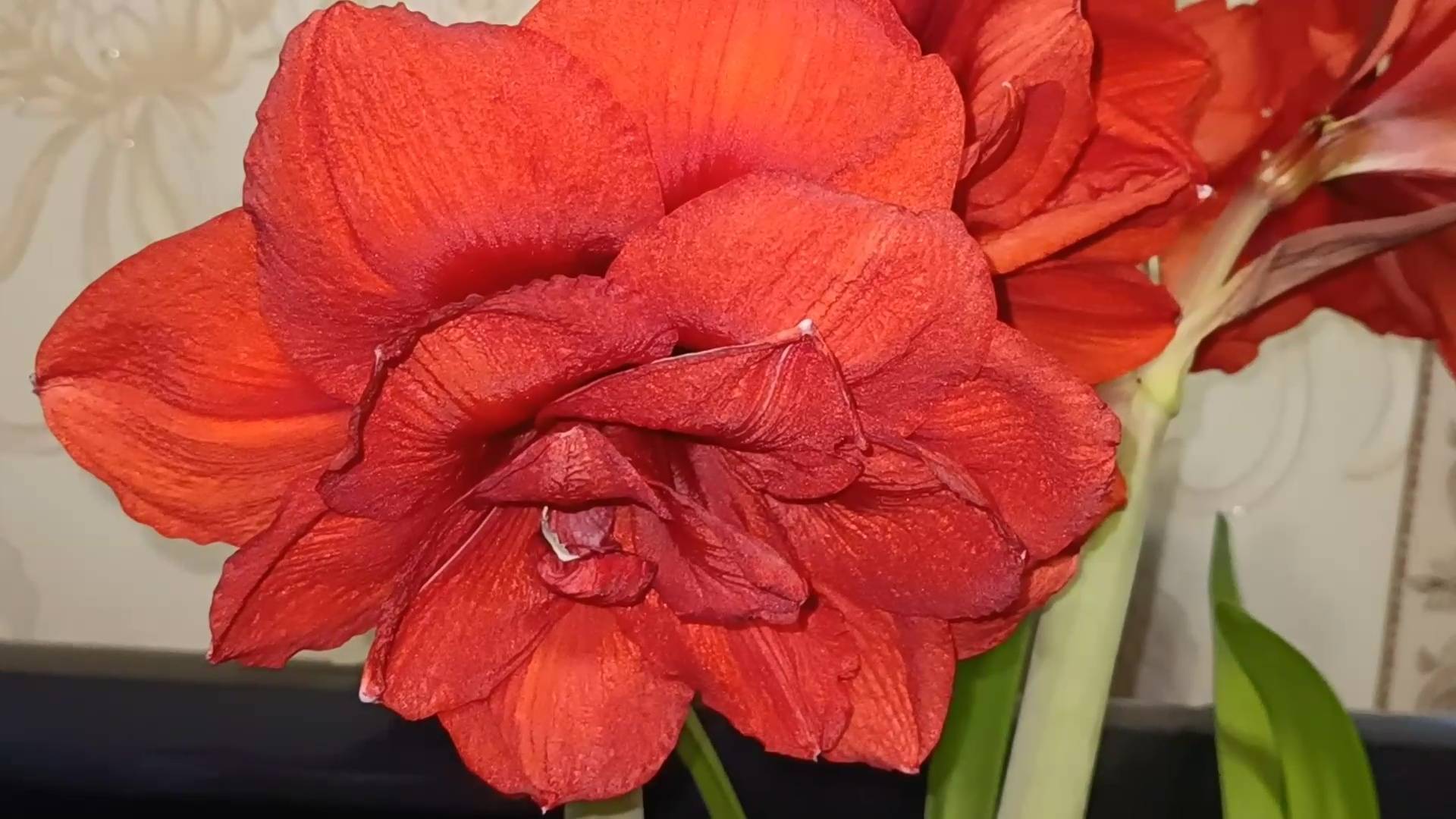 Цветение гиппеаструма Дабл Кинг. Как я ухаживаю за этими цветами. смотреть онлайн