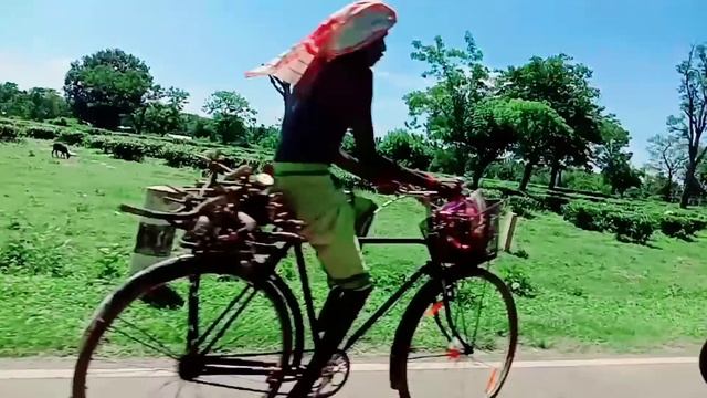 assam tea garden guwahati chi reango kaangipa kamrup ramao singimari chai bagan смотреть онлайн