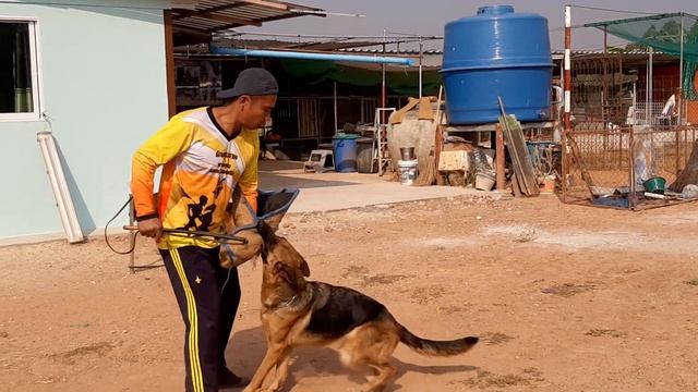 German Shepherd Farm (Ep4) เยอรมันเชฟเฟอด โคราช พิกัด อ.โนนสูง Attapool Gsd. Farm смотреть онлайн