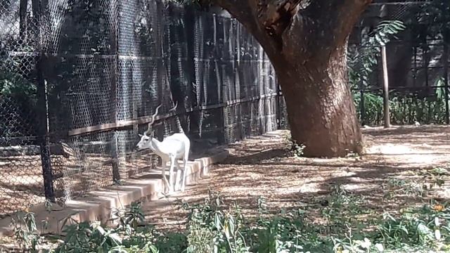 Albino Black Buck with Artistic Horns At Mysore Zoo смотреть онлайн