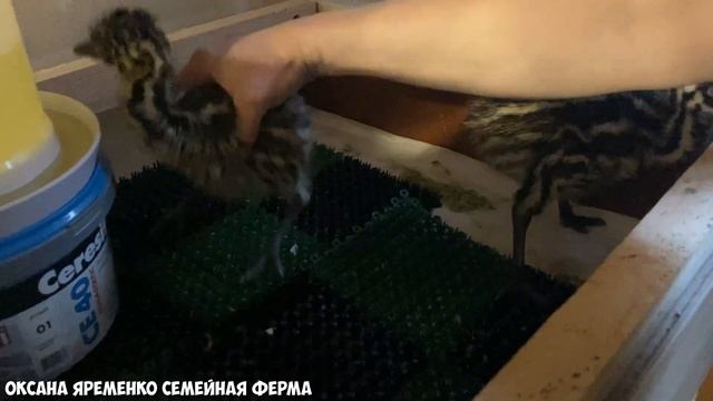 ❗❗❗ВЫВОД СТРАУСЯТ ❗❗❗ / ПЕРВОЕ КОРМЛЕНИЕ / ПРОПОЙКА смотреть онлайн