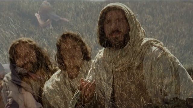 El Trigo Y La Cizaña Grano De Mostaza #palabradedios #parati #fé #dios #viral смотреть онлайн