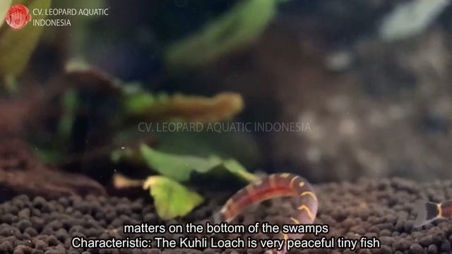 Pangio semicincta. The cute KUHLI LOACH! (Leopard Aquatic H005A) смотреть онлайн