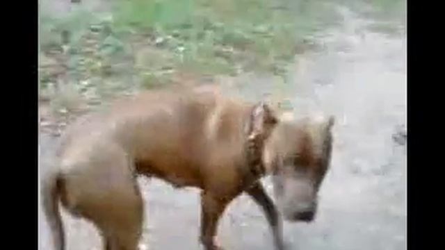 CherryPIT смотреть онлайн