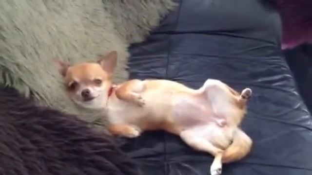 Mon petit DREAM a la paresse. Моя маленькая собачка My little chiwawa смотреть онлайн