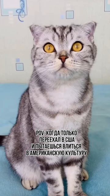 Когда только переехал в США и пытаешься влиться в Американскую культуру