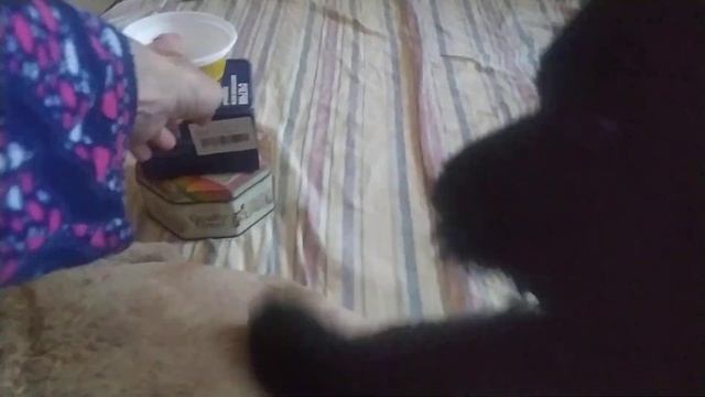 Веселый хвостик Монка. Роман- Кош Царина Монплезир.1 мес. 8.04.24. Севастополь. смотреть онлайн