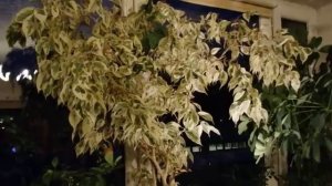 Мои комнатные растения в декабре. Рената Смирнова. Рига