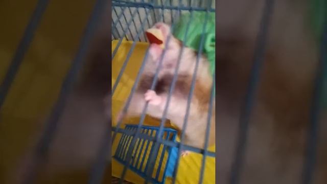 Сколько же места занимает моя хомячиха???😱😱😱😯😯😯 Наш вечер🤗 смотреть онлайн
