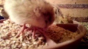 Недельные перепела содержание в домашних условиях