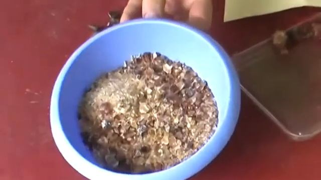 Обработка вишнёвой камеди для дальнейшего использования смотреть онлайн