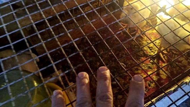Вирощування бройлерів - чім поїть і кормить - хитрощі і лайфхаки смотреть онлайн