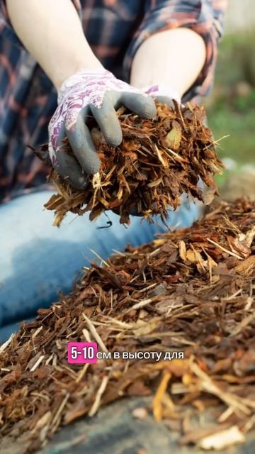 Как правильно мульчировать растения зимой? #мульчирование #сад смотреть онлайн