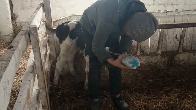 №51 Один день на ферме. По вашим просьбам life-формат! смотреть онлайн