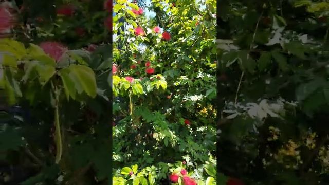 Dwarf Powderpuff (Calliandra emarginata) смотреть онлайн