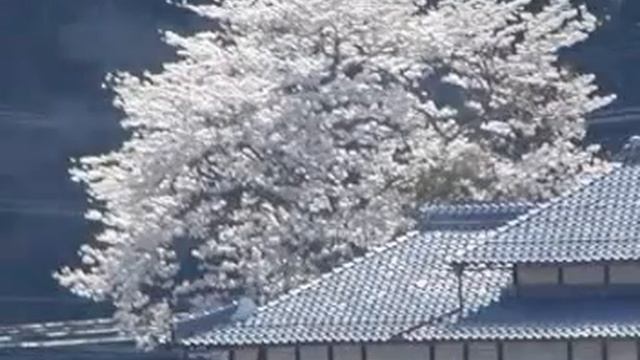 Cherry Blossoms смотреть онлайн