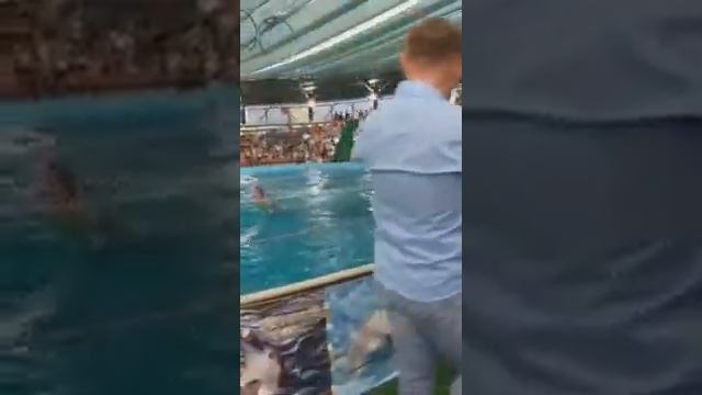 дельфинарий адлер 4 смотреть онлайн