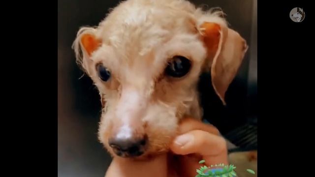 No longer able to survive, the sick old dog was abandoned by his owner, but then... смотреть онлайн